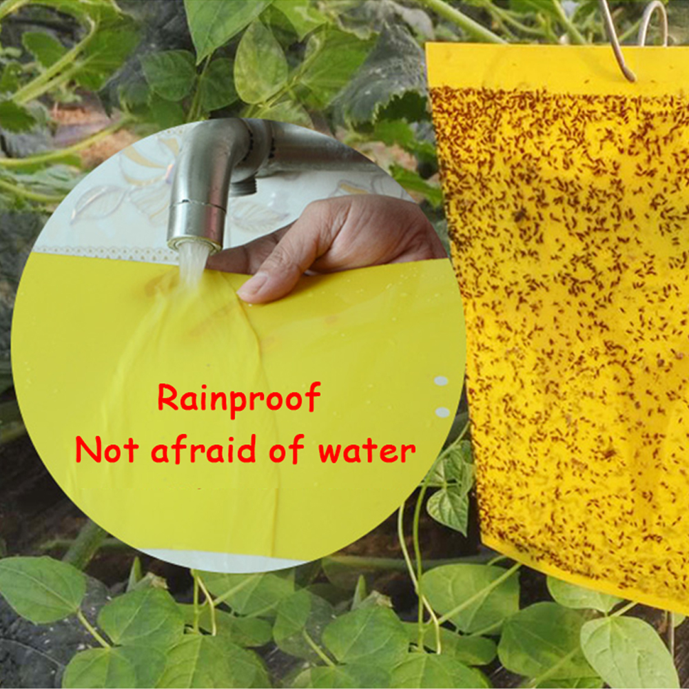 Fly Sticky Trap Double-Sided (5pcs)
