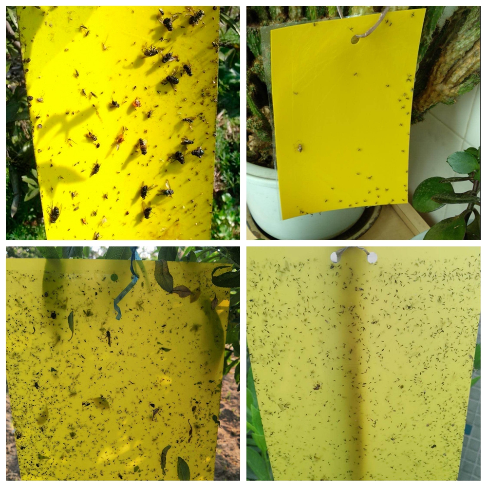 Fly Sticky Trap Double-Sided (5pcs)