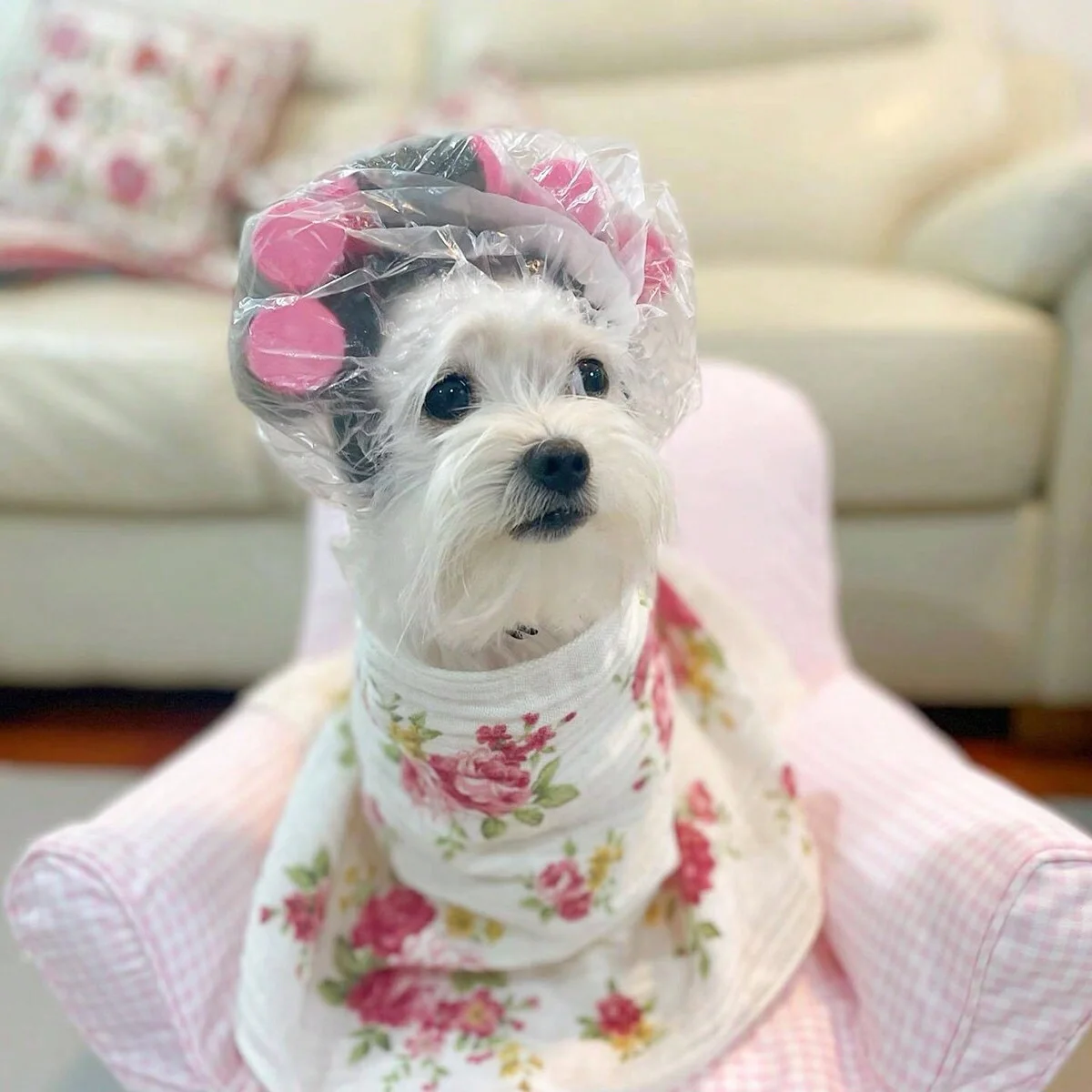Funny Curly Pet Hat Suitable for Cats and Dogs Adjustable Perfect for Halloween and Christmas