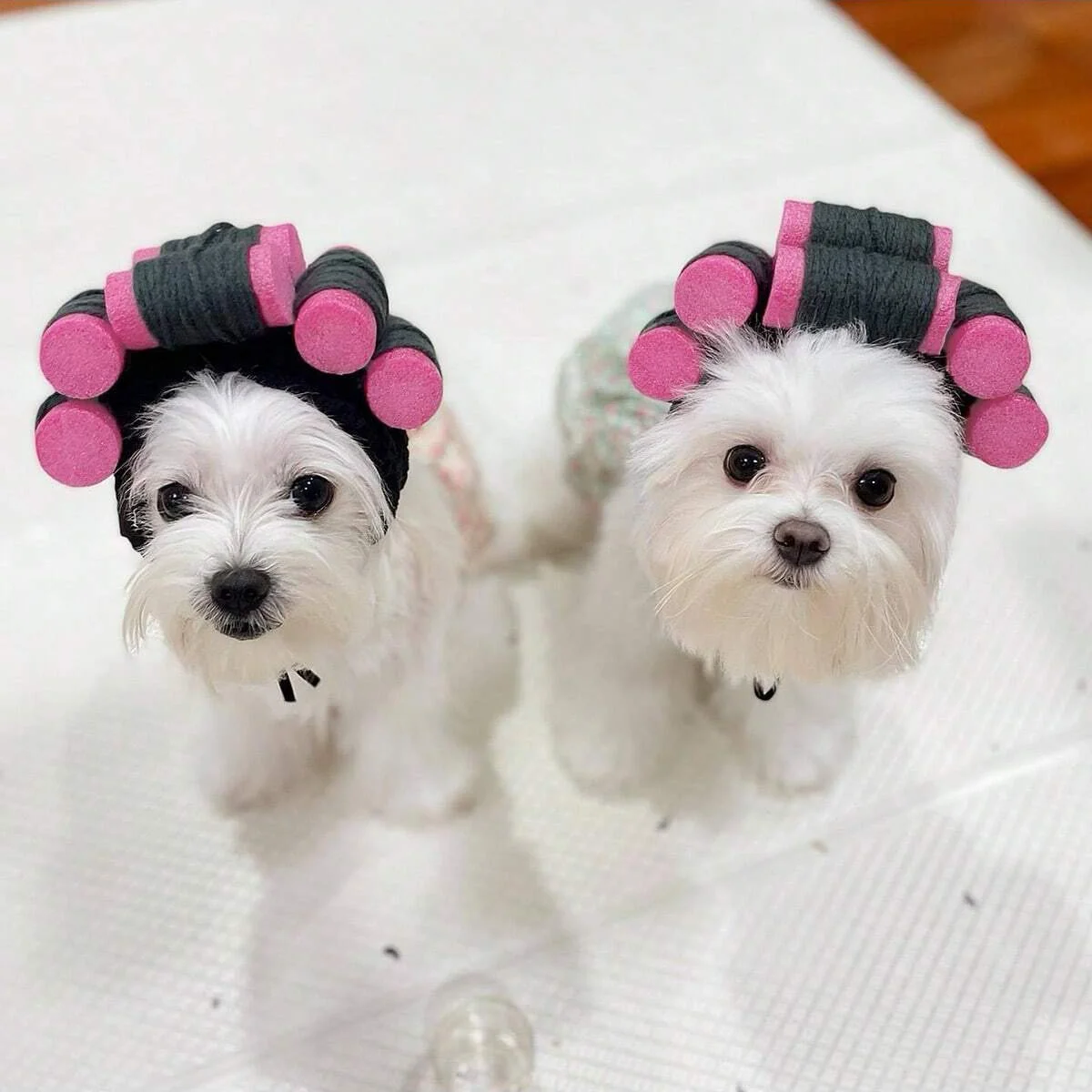 Funny Curly Pet Hat Suitable for Cats and Dogs Adjustable Perfect for Halloween and Christmas