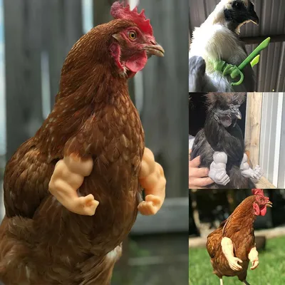 Funny Muscle Fake Arms for Chickens Funny Muscle Fake Arms for Chickens