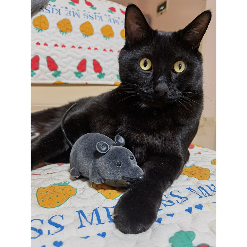 Funny Toy Remote Control Mouse for Cats Funny Toy Remote Control Mouse for Cats