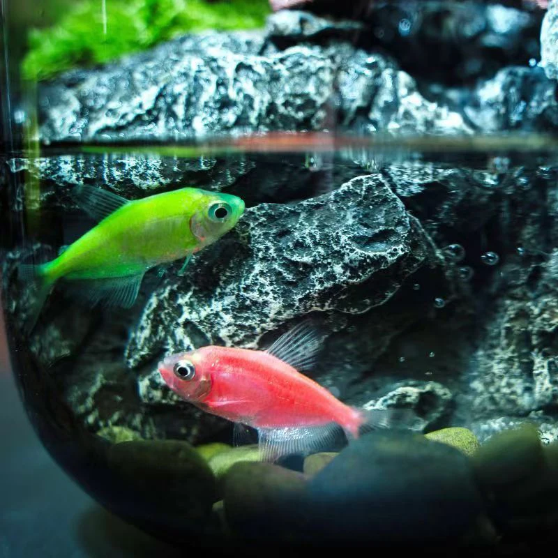 Glass Aquariums Ecological Hydroponics Plant Bottle Small Desktop Decoration Fish Tank Multi-functional Landscape