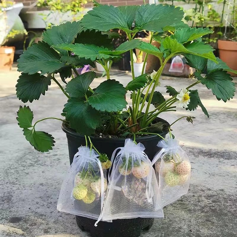 Grapes Fruit Protection Bags Garden Mesh Bags Agricultural Orchard Pest Control Anti-Bird Netting Vegetable Bags Grapes Fruit Protection Bags Garden Mesh Bags Agricultural Orchard Pest Control Anti-Bird Netting Vegetable Bags