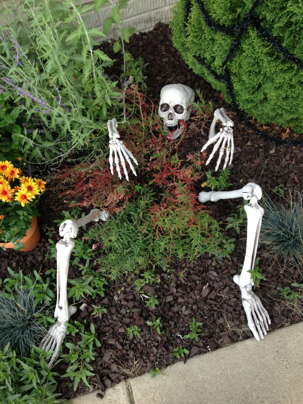Halloween decor Skeleton Stakes Halloween Realistic Skull Skeleton Head Human Hand Arms for Halloween Party Home Garden Halloween decor Skeleton Stakes Halloween Realistic Skull Skeleton Head Human Hand Arms for Halloween Party Home Garden