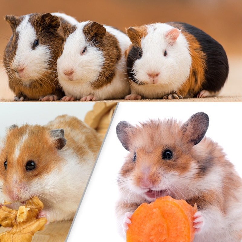 Hamster Maze Wooden Box Hamster Maze Wooden Box