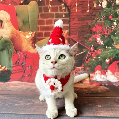 Handmade Knitted Christmas Cat Collar Handmade Knitted Christmas Cat Collar