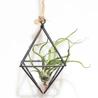 Hanging Air Plant Holder Iron Planter Hanging Air Plant Holder Iron Planter
