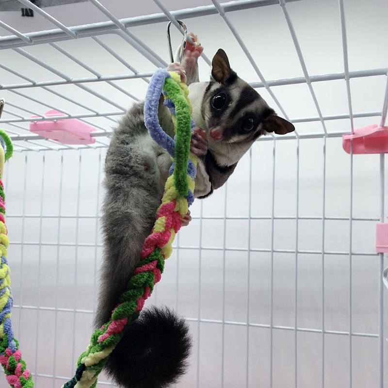 Hanging Bird Rope Perch
