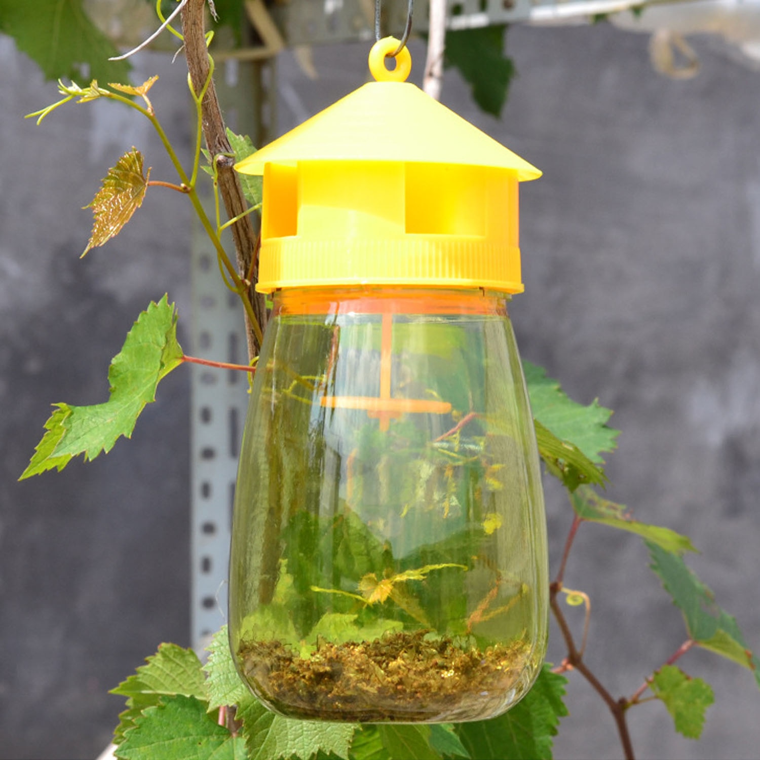 Hanging Plastic Bee and Wasp Trap Hanging Plastic Bee and Wasp Trap