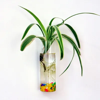 Hanging Wall Vase Glass Container Hanging Wall Vase Glass Container