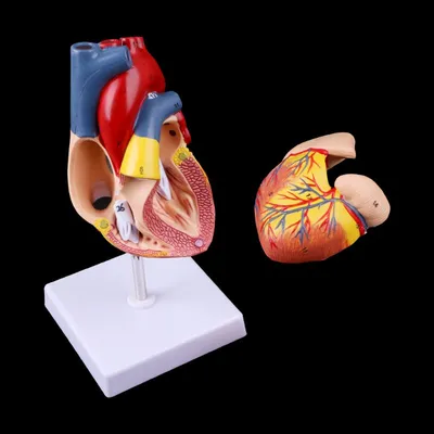 Heart Model Anatomical Organ Prop Heart Model Anatomical Organ Prop