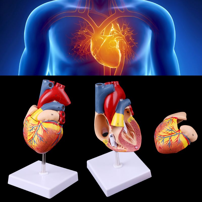Heart Model Anatomical Organ Prop Heart Model Anatomical Organ Prop