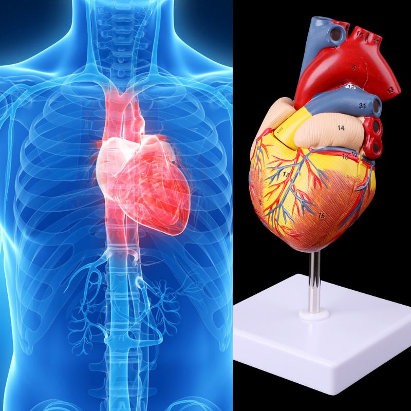 Heart Model Anatomical Organ Prop Heart Model Anatomical Organ Prop