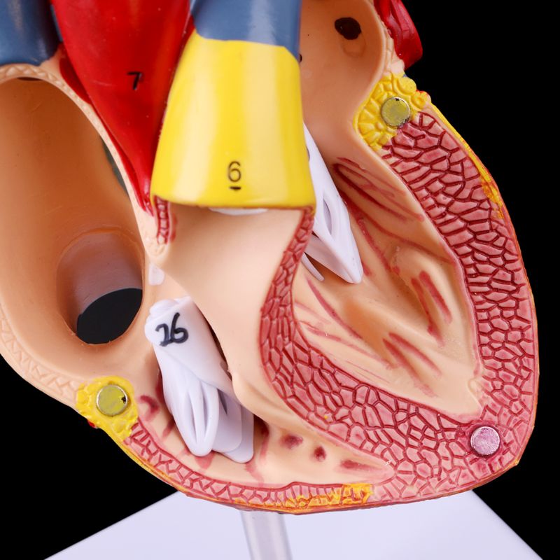 Heart Model Anatomical Organ Prop Heart Model Anatomical Organ Prop