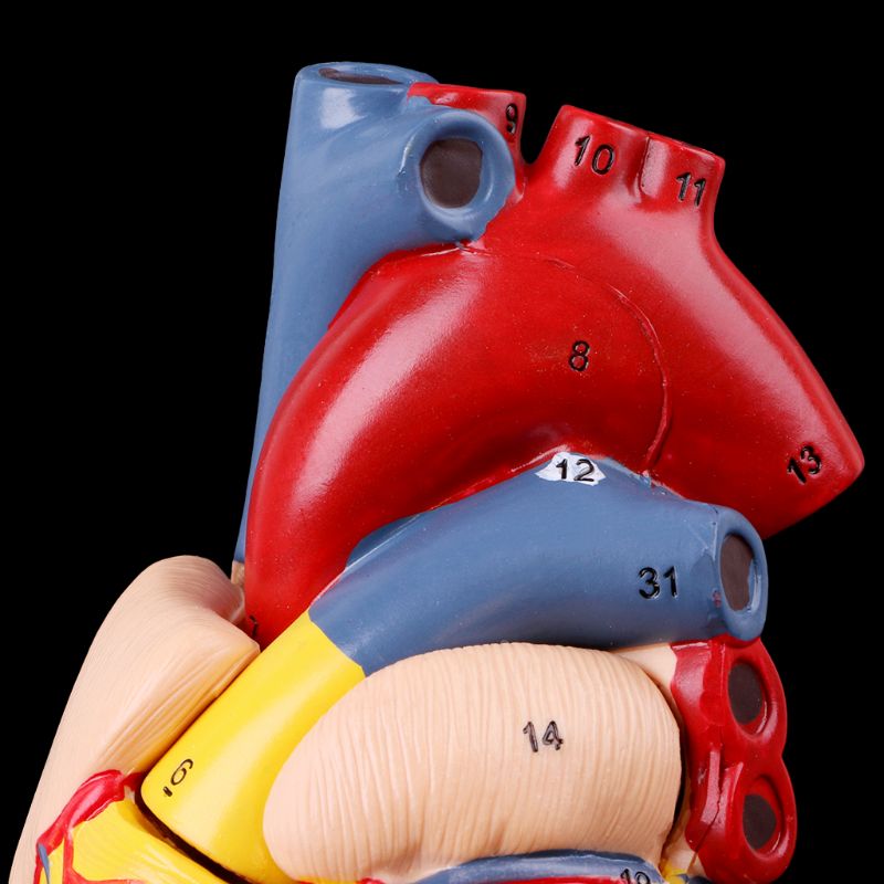 Heart Model Anatomical Organ Prop Heart Model Anatomical Organ Prop