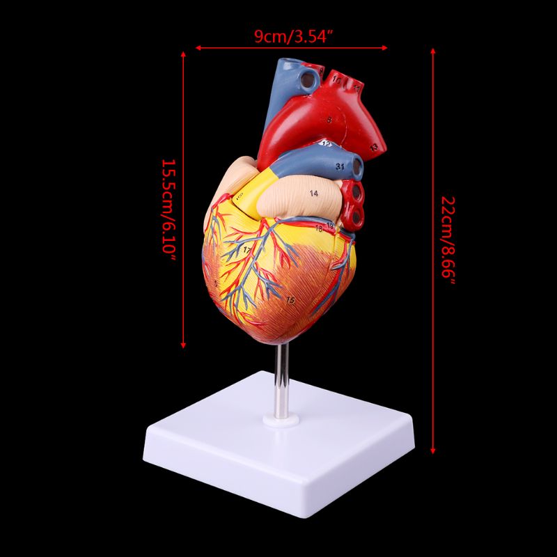 Heart Model Anatomical Organ Prop Heart Model Anatomical Organ Prop