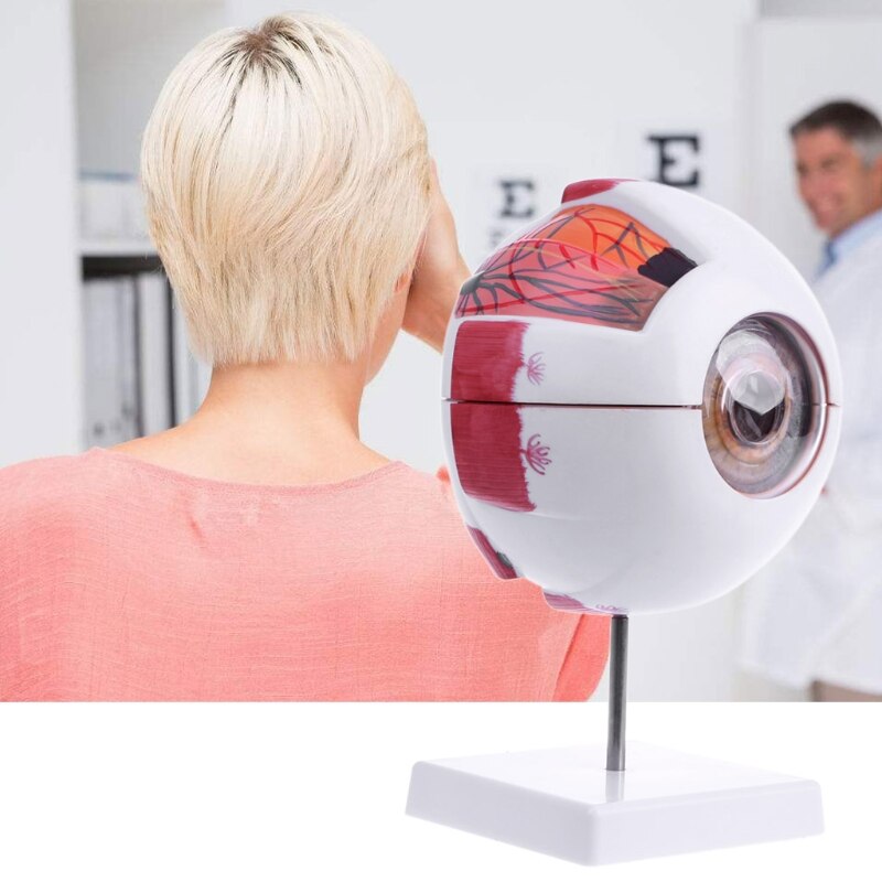 Human Anatomical Eyeball Model Human Anatomical Eyeball Model