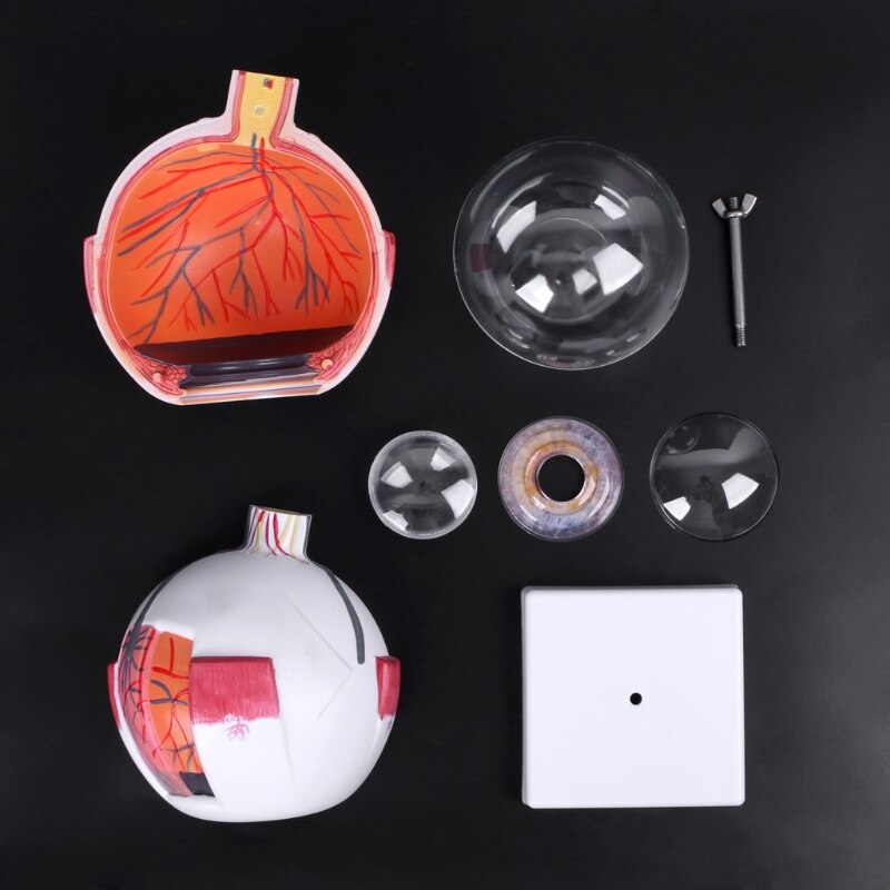 Human Anatomical Eyeball Model Human Anatomical Eyeball Model