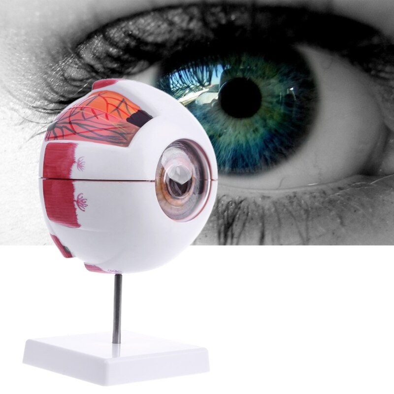 Human Anatomical Eyeball Model Human Anatomical Eyeball Model