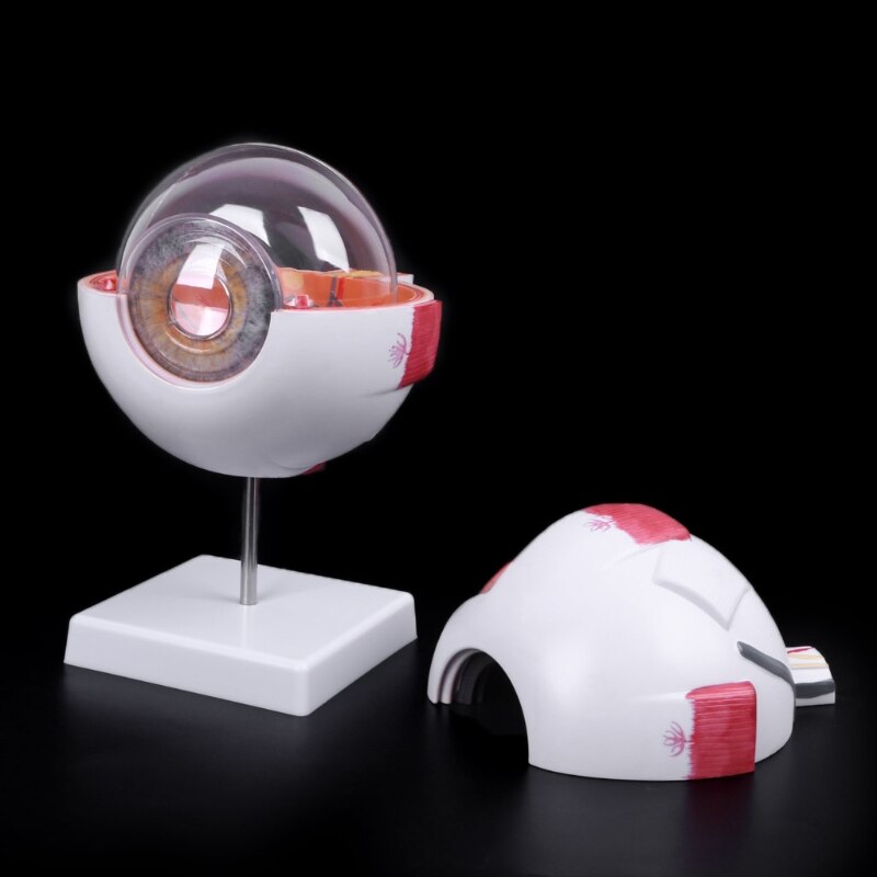 Human Anatomical Eyeball Model Human Anatomical Eyeball Model