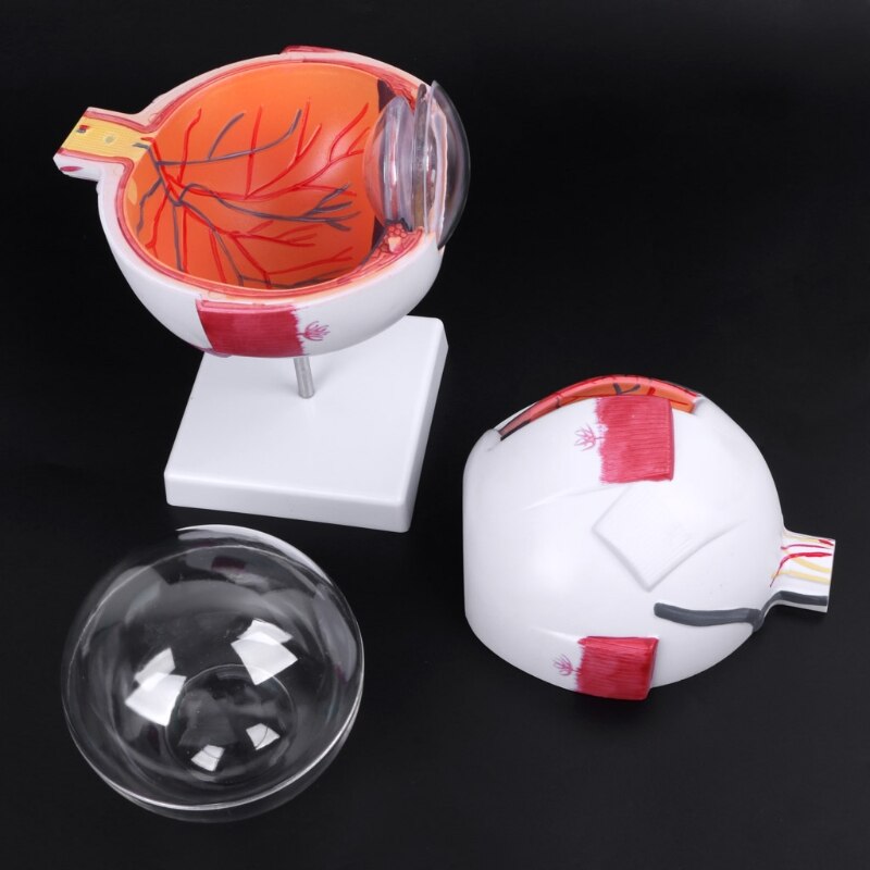 Human Anatomical Eyeball Model Human Anatomical Eyeball Model