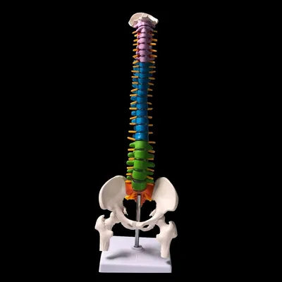 Human Anatomy Spine Model Human Anatomy Spine Model