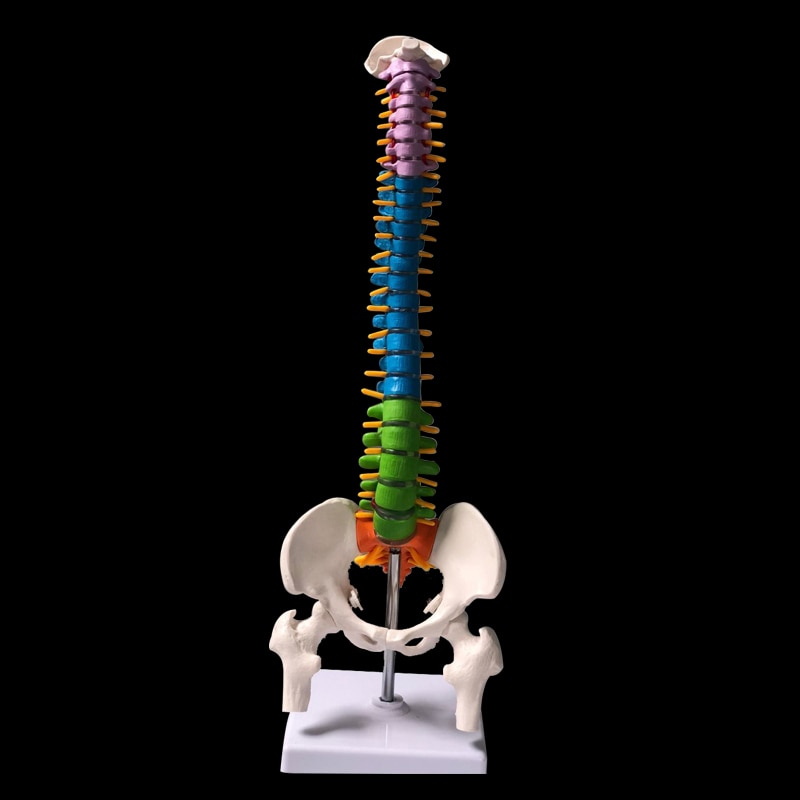 Human Anatomy Spine Model Human Anatomy Spine Model