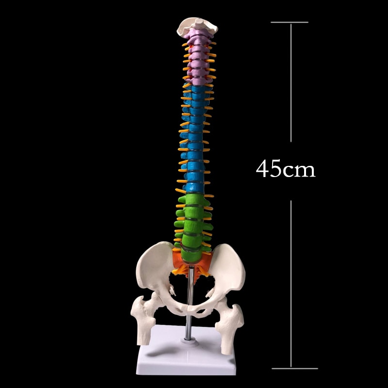 Human Anatomy Spine Model Human Anatomy Spine Model