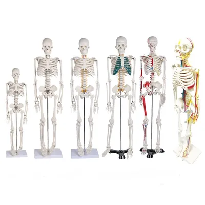 Human Skeleton Model Medical Anatomy Human Skeleton Model Medical Anatomy
