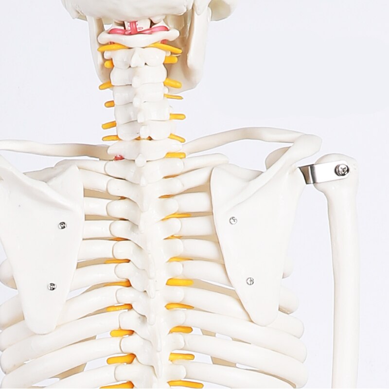 Human Skeleton Model Medical Anatomy Human Skeleton Model Medical Anatomy