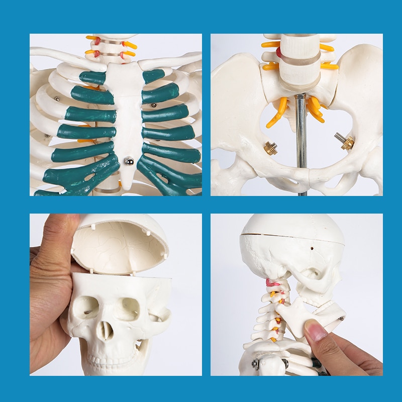 Human Skeleton Model Medical Anatomy Human Skeleton Model Medical Anatomy