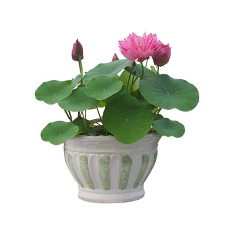 Hydroponic Plants Seeds 20PC Set