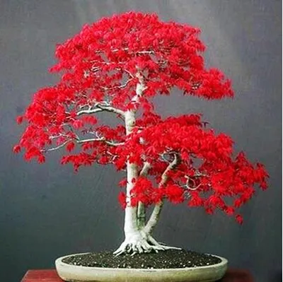 Indoor Bonsai Tree 20pc-Seed Pack Indoor Bonsai Tree 20pc-Seed Pack