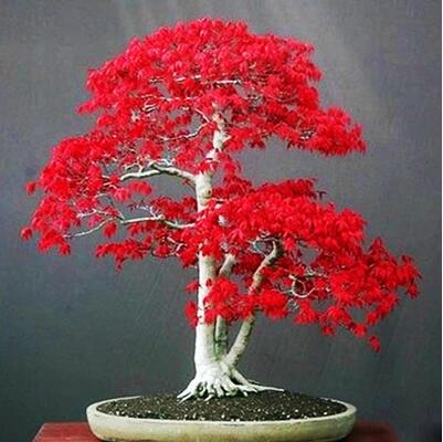 Indoor Bonsai Tree 20pc-Seed Pack