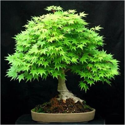 Indoor Bonsai Tree 20pc-Seed Pack Indoor Bonsai Tree 20pc-Seed Pack