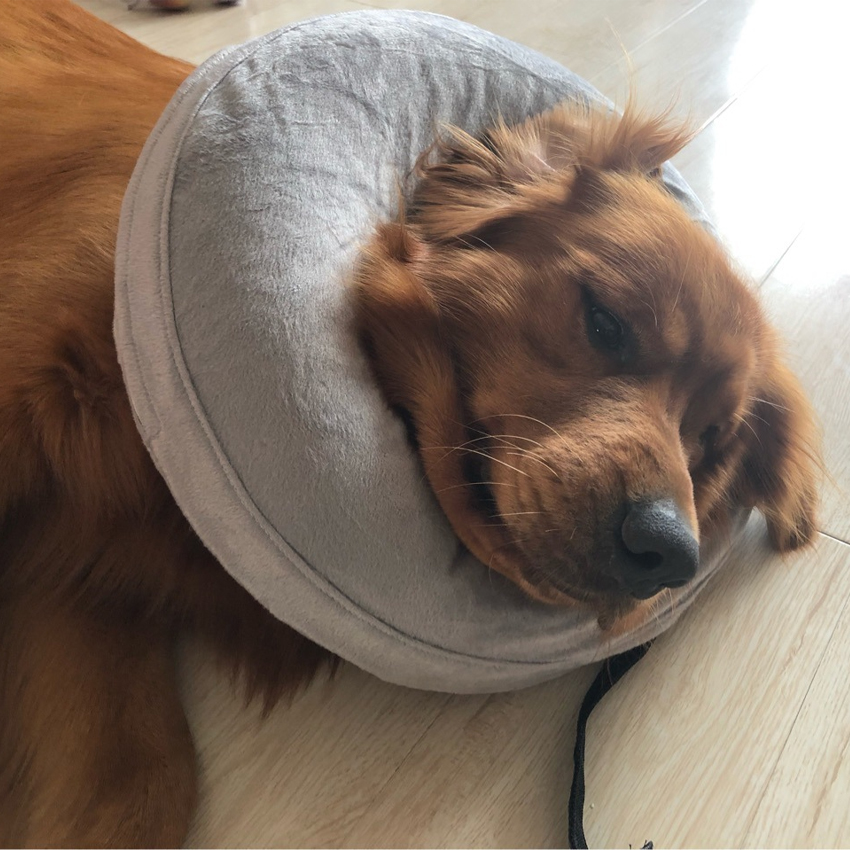Inflatable Dog Neck Pillow Cone Inflatable Dog Neck Pillow Cone