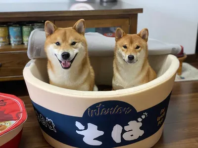Instant Cup Noodle Dog Bed with Lid Instant Cup Noodle Dog Bed with Lid