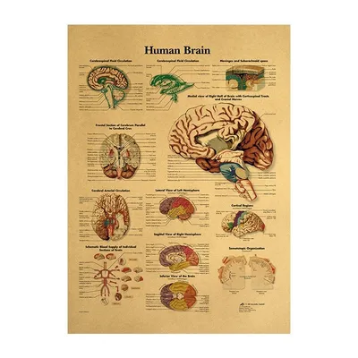 Kraft Paper Brain Anatomy Poster Kraft Paper Brain Anatomy Poster