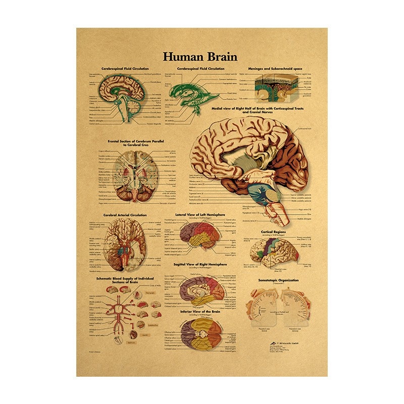 Kraft Paper Brain Anatomy Poster