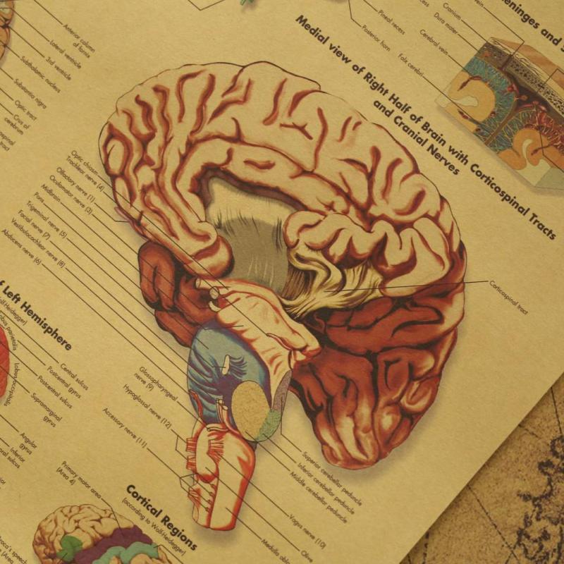 Kraft Paper Brain Anatomy Poster Kraft Paper Brain Anatomy Poster