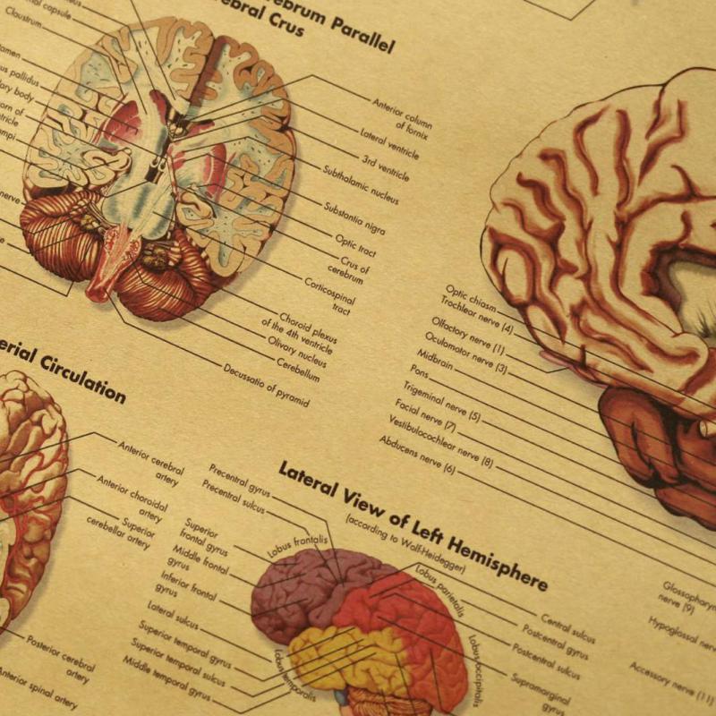 Kraft Paper Brain Anatomy Poster Kraft Paper Brain Anatomy Poster