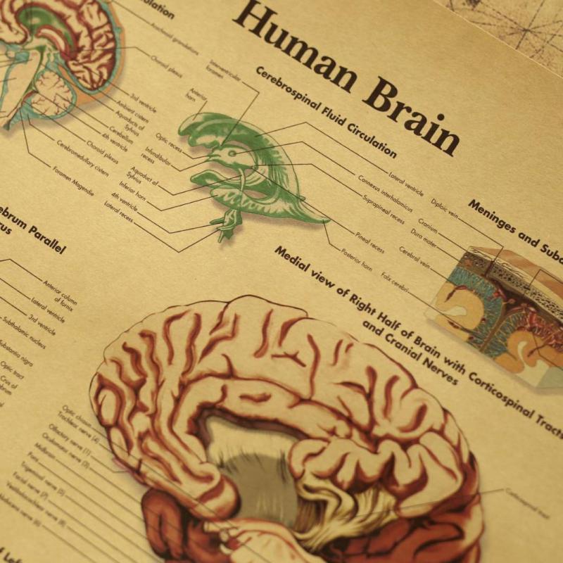 Kraft Paper Brain Anatomy Poster Kraft Paper Brain Anatomy Poster
