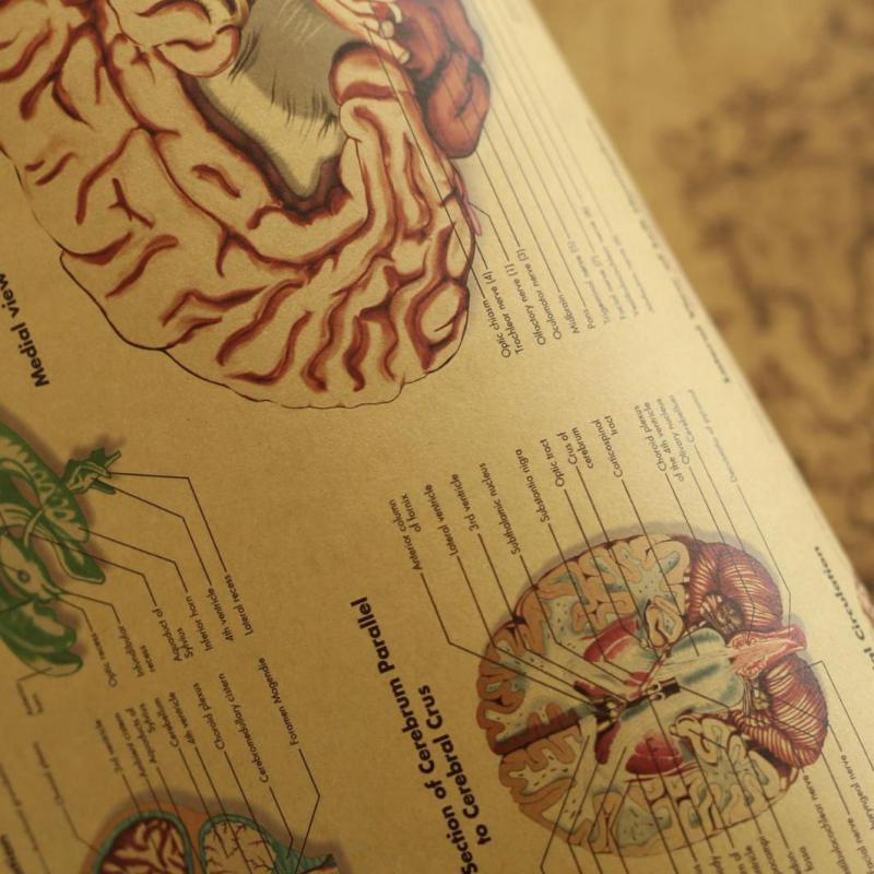 Kraft Paper Brain Anatomy Poster Kraft Paper Brain Anatomy Poster