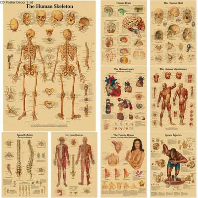 Kraft Paper Human Anatomy Poster Kraft Paper Human Anatomy Poster
