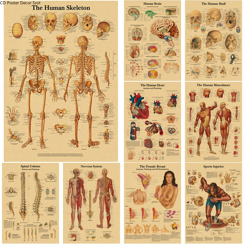 Kraft Paper Human Anatomy Poster