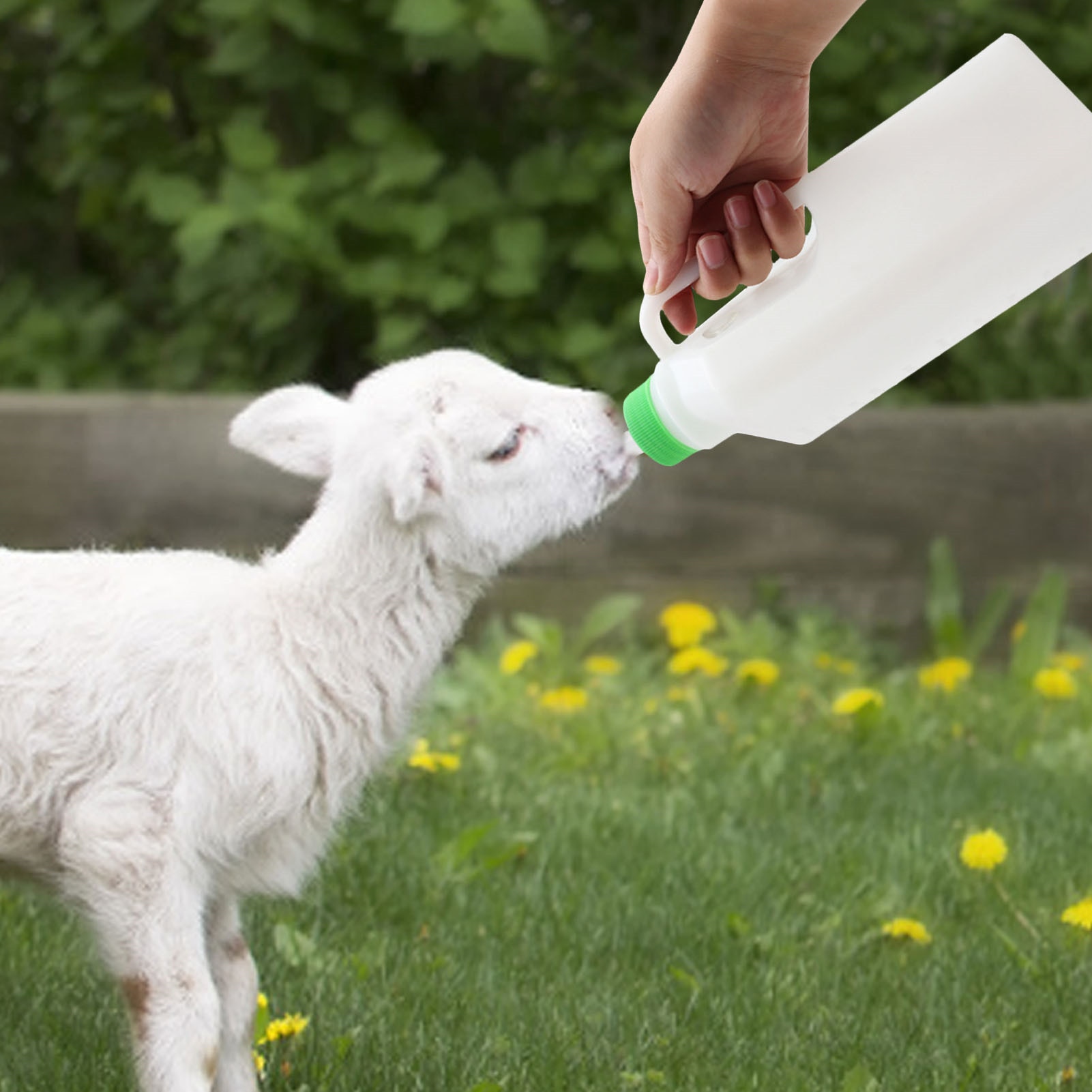 Large Capacity Calf Feeding Bottle