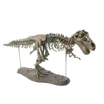 Large DIY Dinosaur Skeleton Toys Ornament Simulation T-Rex Model Jurassi Assembled Skeleton Park Fossilized Dragon for