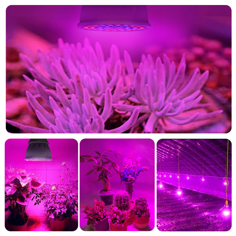 LED Grow Lights Indoor Photosynthesis