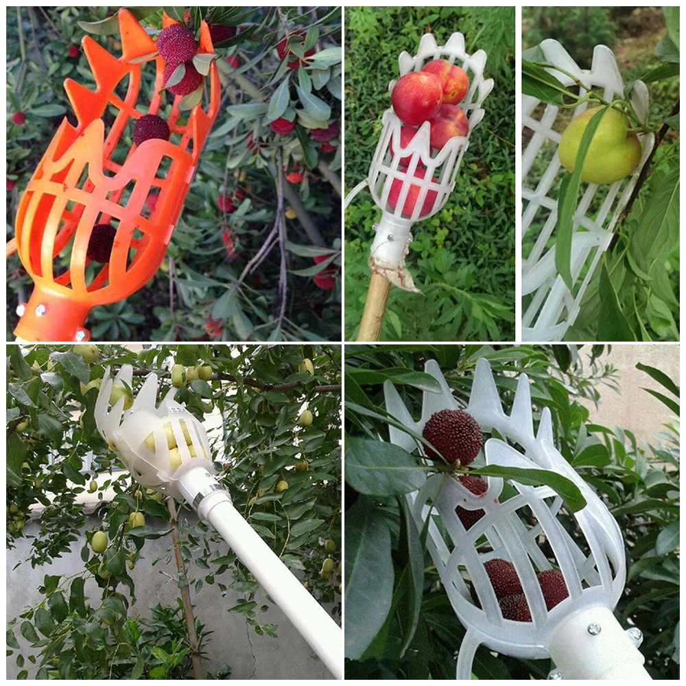 Mango Picker Fruit Harvester Tool